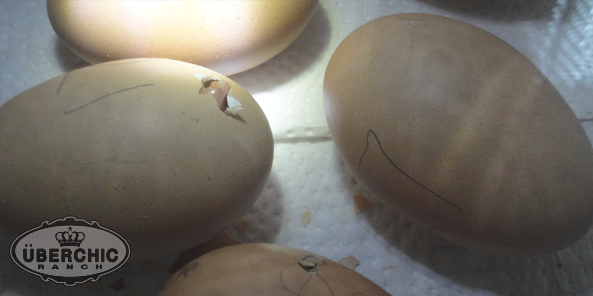 Bielefelder Chicks Hatching